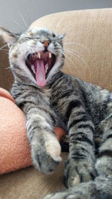 Roar Yawn Cats Yawning Animals