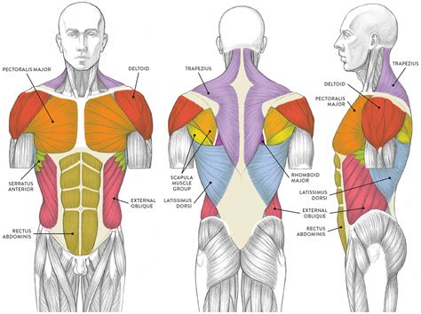 Human Muscles Diagram Simple Human Muscles Diagram Learn All