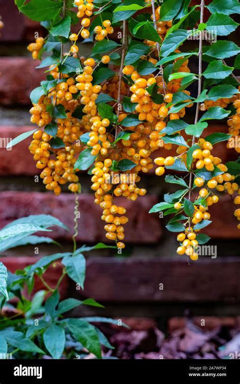 Orange Berries Growing On A Vine Stock Photo Alamy