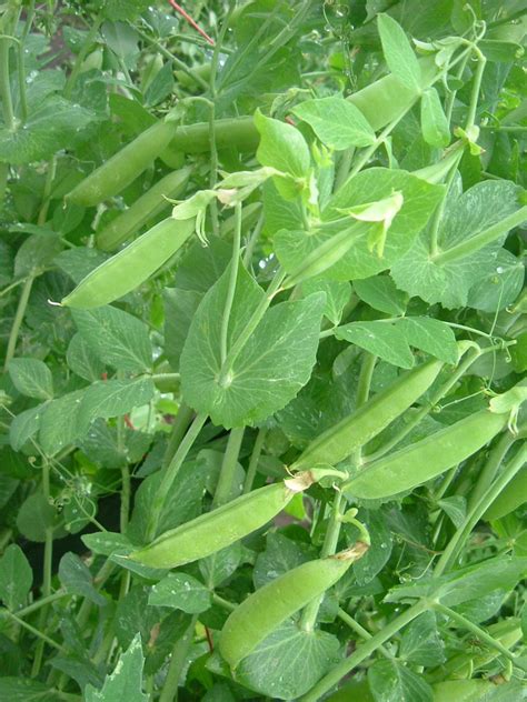 Learn More About Growing Sugar Snap Peas