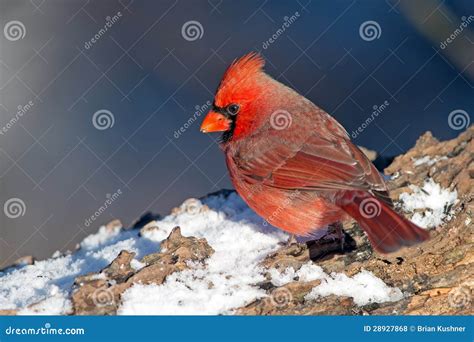 Male Northern Cardinal Stock Photo Image Of Avian Northern 28927868