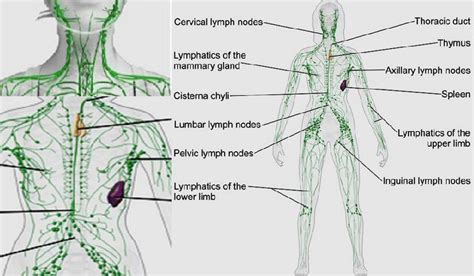 Lymph Node Location Functions Condition And Treatment
