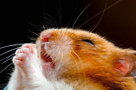100 Hamster Meme Wallpapers