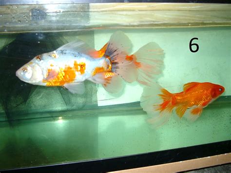 Site For Goldfish Keepers Culling Scale Types