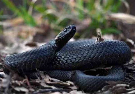 Black Rat Snake In Florida Animalsresearch