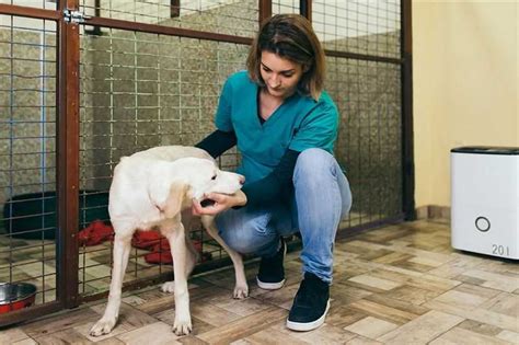The 7 Best Pet Adoption Agencies Pet Insurance And Adoption