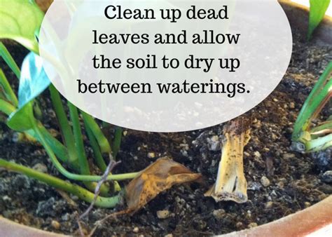 Can i submit a dead bug for id? Fungus Gnats: Where Do These Little Flying Bugs Come From ...