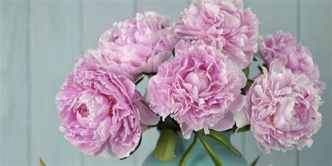 But how do you take an amateur composition to the next level? 9 lessons in growing the perfect peonies
