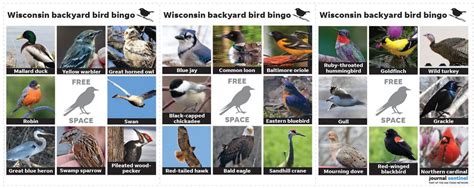Birds Of Wisconsin In Your Backyard Mallard Ducks Hawk Woodpecker