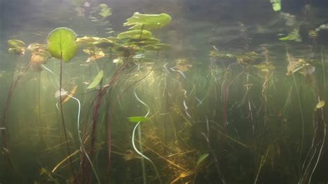 Lilies And Other Aquatic Vegetation Grows During The Summer In A