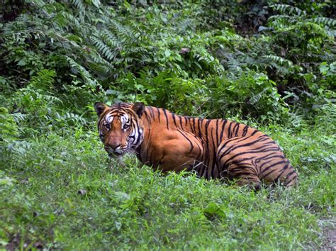 Number Of Tigers In The Wild Is Rising Wildlife Groups Say The New
