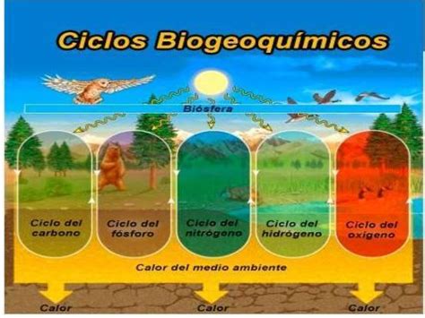 Como Se Clasifican Los Ciclos Biogeoquímicos Brainlylat