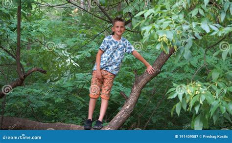 Un Niño En Un árbol Imagen De Archivo Imagen De Hombre 191409587