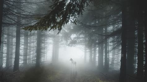 Download Wallpaper 3840x2160 Forest Fog Wolf Dog Trees Light 4k
