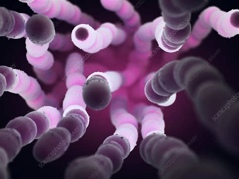 Streptococcus Pneumoniae Bacteria Illustration Stock Image F017