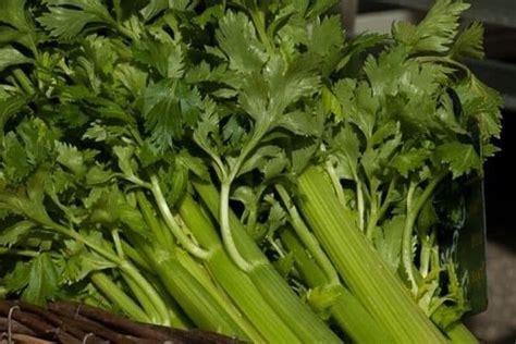 How To Harvest Celery Urban Garden Gal