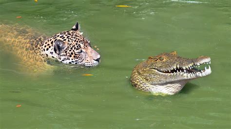 Natures Greatest Warriors Jaguar And Alligator In Intense Battle Video