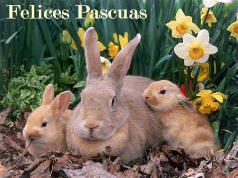 Once they have decided to eat on christmas eve, warn that their children have grown fond with the animal. Imágenes simpáticas de conejos con frases para desear ...