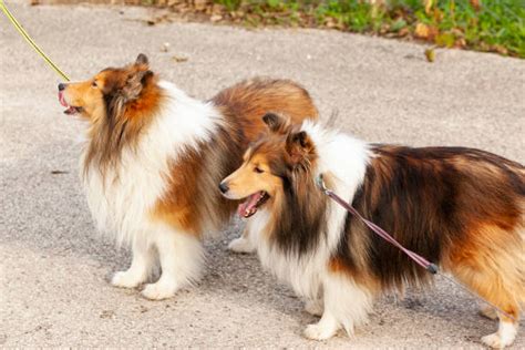 Lassie Dog Pic Stock Photos Pictures And Royalty Free Images Istock