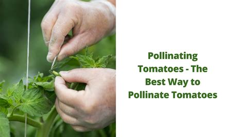pollinating tomatoes the best way to pollinate tomatoes my jungle garden