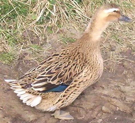Rouen Duck Characteristics And Full Breed Information Modern Farming
