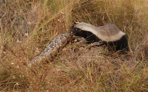 Honey Badger With A Python Kill At Kirkmans Kamp Africa Wildlife
