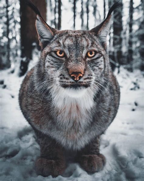 Exclusive Wildlife On Instagram European Lynx ️ Photo By