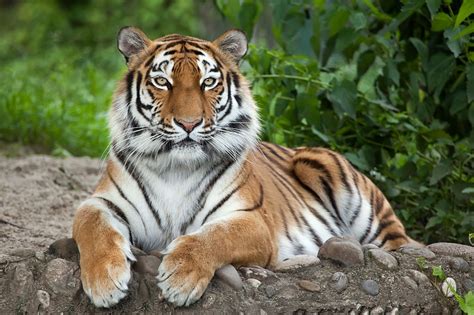 Bengal Tiger Vs Siberian Tiger Comparison Nature Safari India