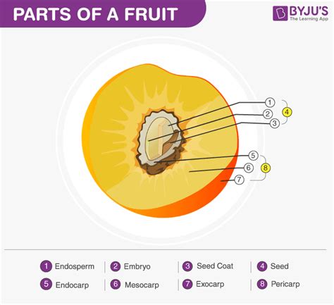Science Class Fruits Formation Parts And Types Of Fruits
