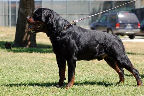 Hd Wallpaper Dog Dogs Rottweiler Wallpaper Flare