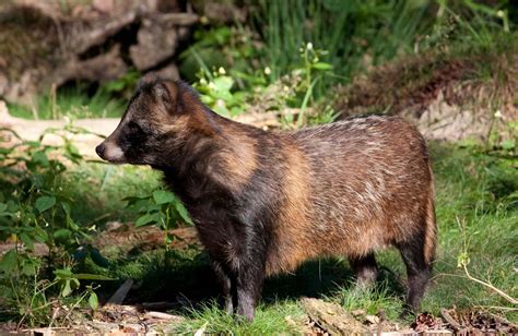 What Is A Raccoon Dog Believe It Or Not A Canine Motley Dogs