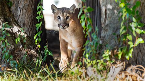 Mountain Lion Captured In Southern California Backyard