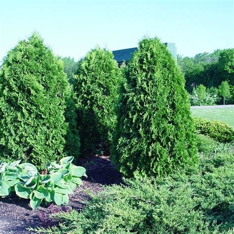 The Brandon Arborvitae Is A Narrow Densely Branched Cone Shaped