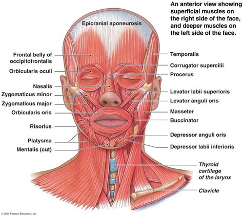 Muscles Of The Head And Neck Diagram Quizlet