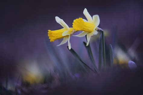 Daffodil 4k Ultra Hd Wallpaper