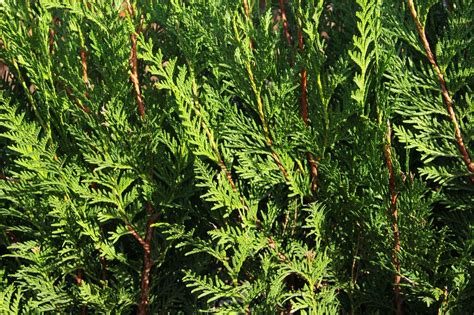 Buy Thuja Plicata Virescens Virescens Western Red Cedar Instanthedge