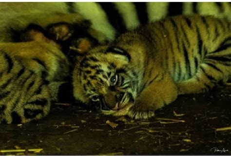 Di mana letak sumber mata air tersebut dan juga bisa menghitung kedalaman sumber air di bawah tanah oleh karena itu simak. Harimau Malaysia Menjadi Lambang Keberanian, Integriti ...