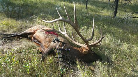 World Record Elk To Go On Display At Rmef Rocky Mountain Elk Foundation