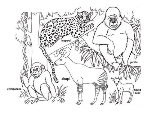 7 Best Images Of Free Printable Rainforest Animals Coloring Pages