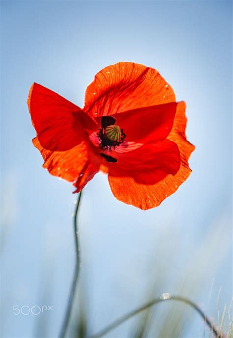 Pin On Poppies