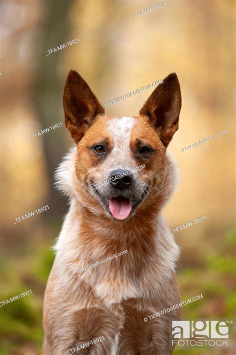 Australian Cattle Dog In The Forest Stock Photo Picture And Rights