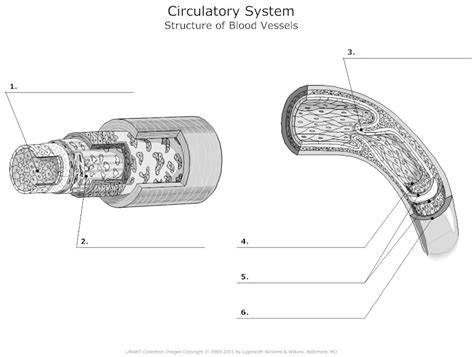 Supplies most blood to head and neck. 9 Best Images of Blood Vessels Worksheet - Blood Pressure Worksheet, Blood Vessel Anatomy Upper ...
