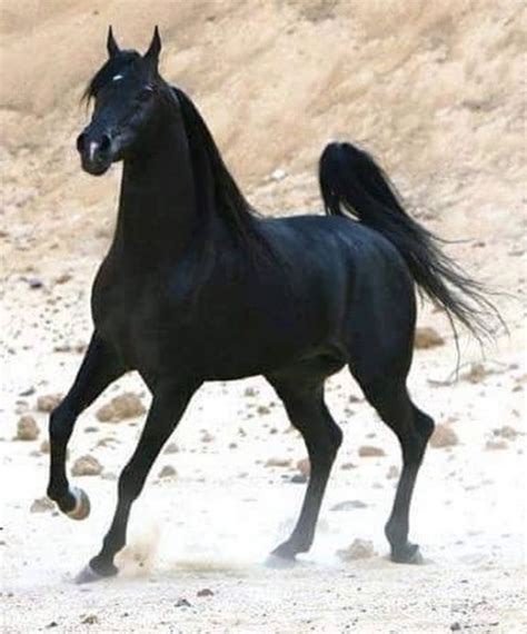 Pin By Shelley On Arabian Horse ~ Of Course Black Arabian Horse