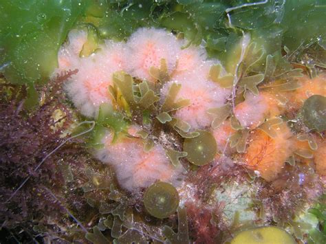 Sedentary And Sessile Invertebrates Ires Lough Hyne Marine Reserve
