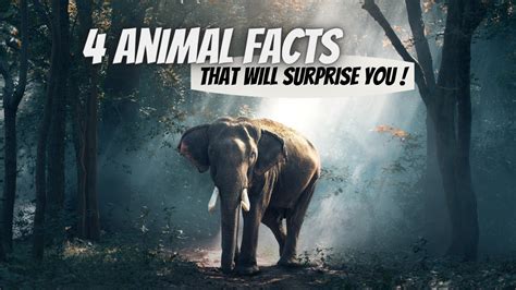Animal Facts You Might Be Not Knowing Part 1 Youtube