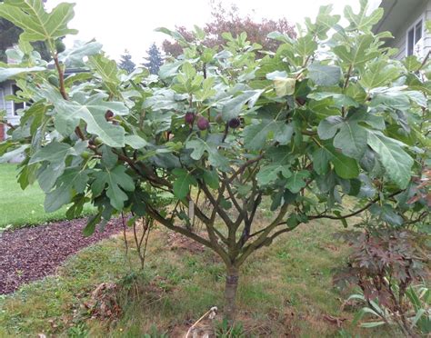 This will tell you what growing zone you are in. List of Uncommon Cold Hardy Fruit Trees (Gardening Zones 3 ...