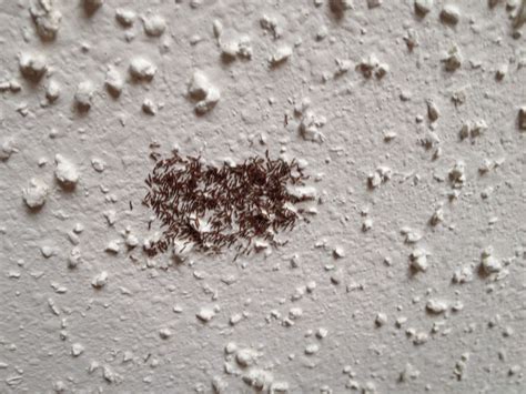 Moth Larvae On My Ceiling Shelly Lighting