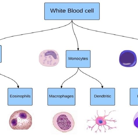 Diagram Of Wbc Structure Eosinophil Cell Example Consists Of Cell