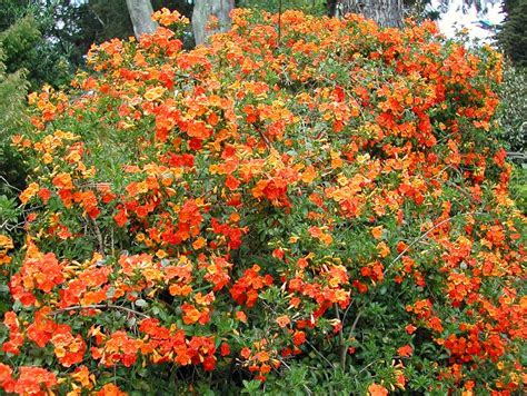 Streptosolen Jamesonii Marmalade Bush Fire Bush Orange Browallia
