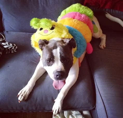 The 70 Greatest Pit Bull Halloween Costumes Ever Page 23 The Paws
